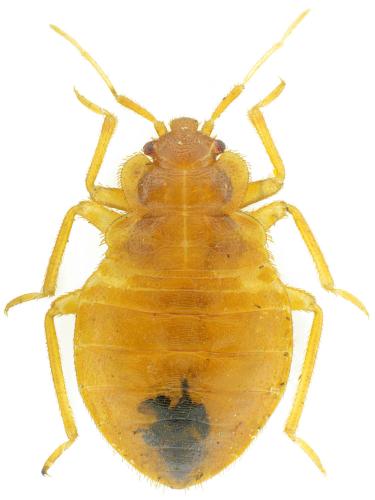 Cimex lectularius